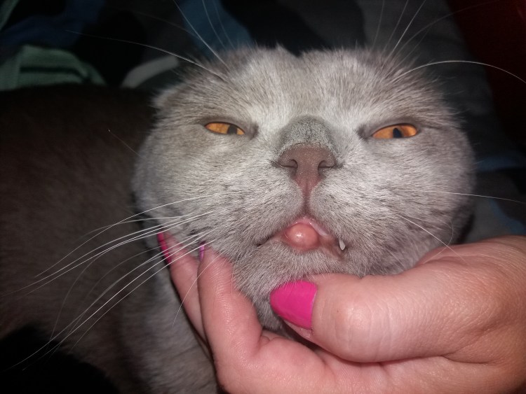 Воспаление верхней губы у кота