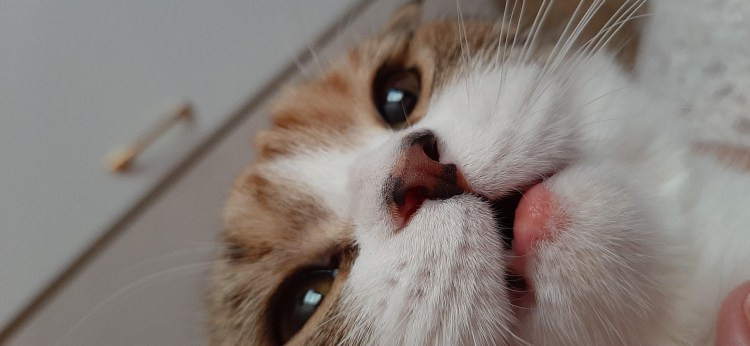 Кальцивироз (эозинофильная гранулема)