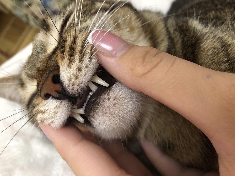 Кальцивироз (эозинофильная гранулема)