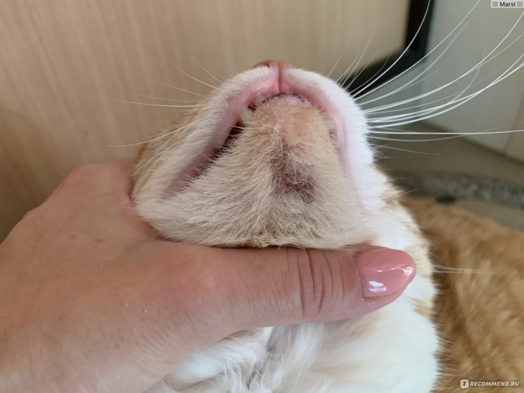 У котенка опухла нижняя губа