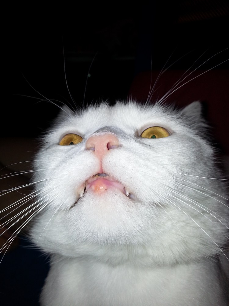 Кошка с коричневыми пятнами