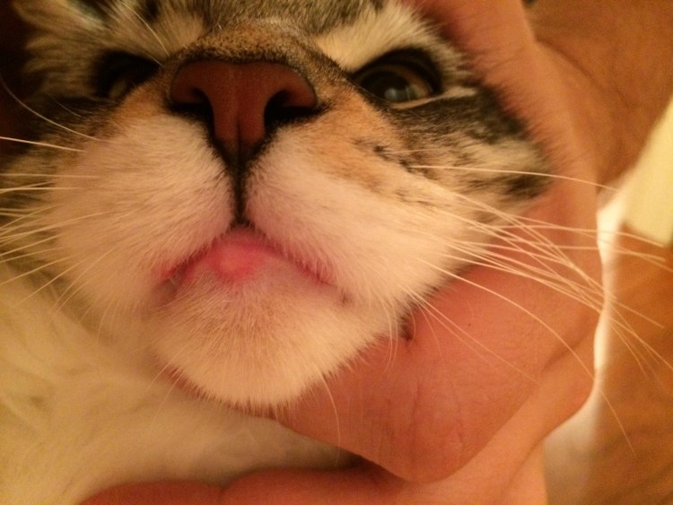 У кошки болячка на нижней губе