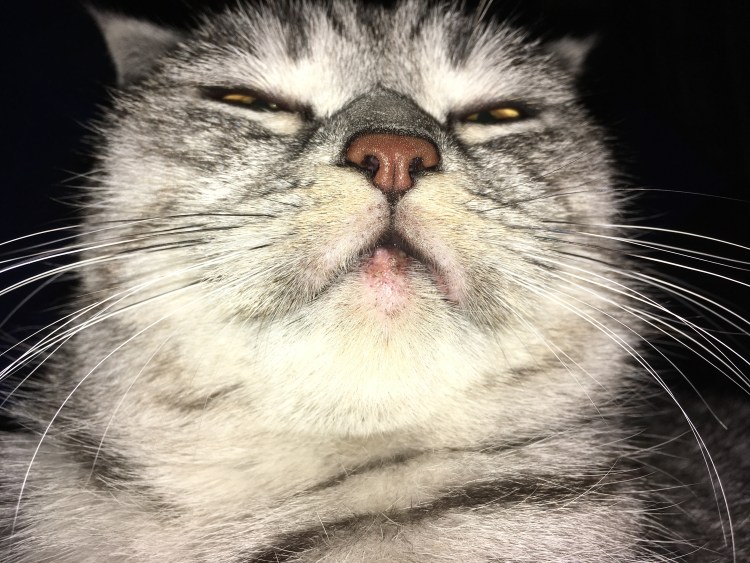 Новообразования у кошек