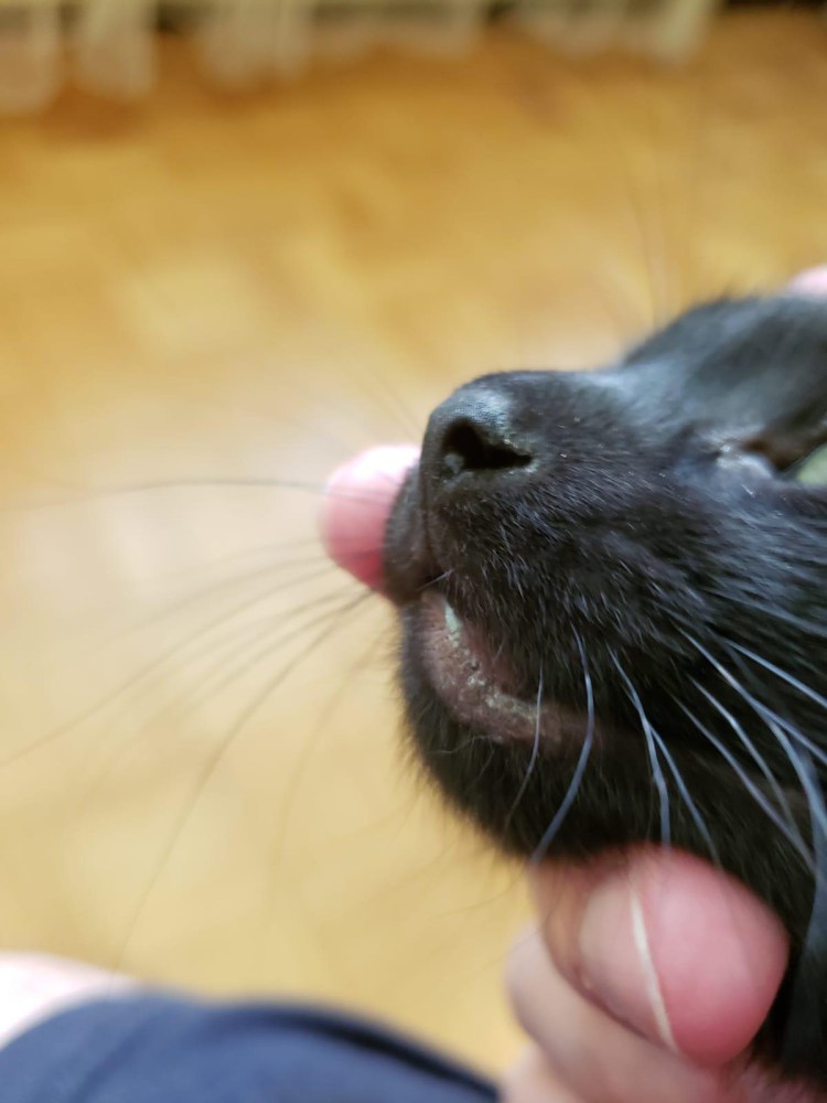 У кота опухла нижняя челюсть