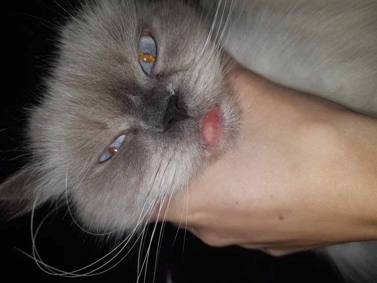 У сфинкса опухла нижняя губа