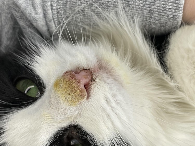 Лимфоцитарный гингивит у кота