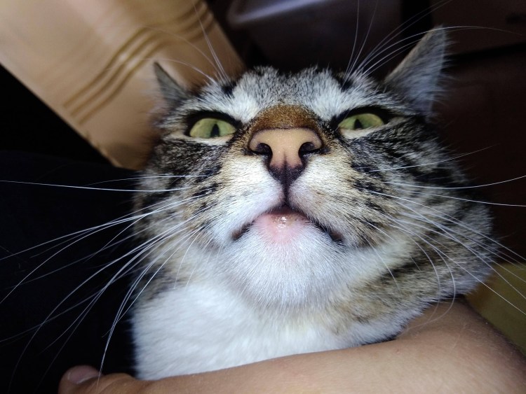 Кальцивироз у кошек на губе