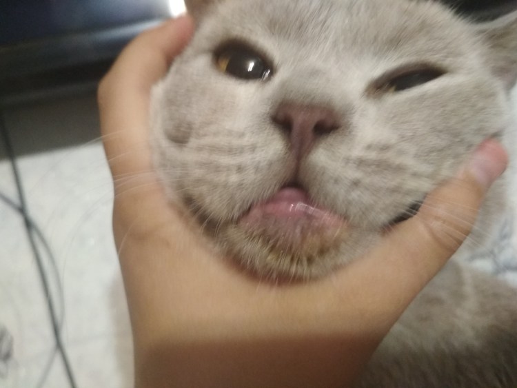У кошки опухла нижняя губа