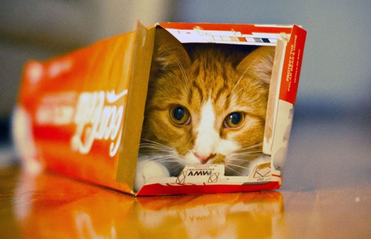 Кошка в коробочке