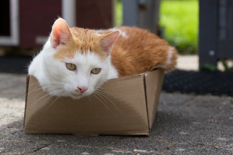 Кошка в коробке