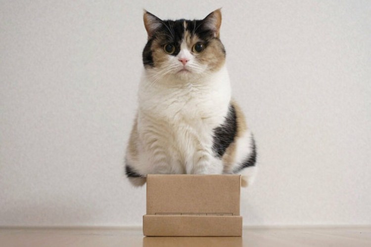 Кот в маленькой коробке