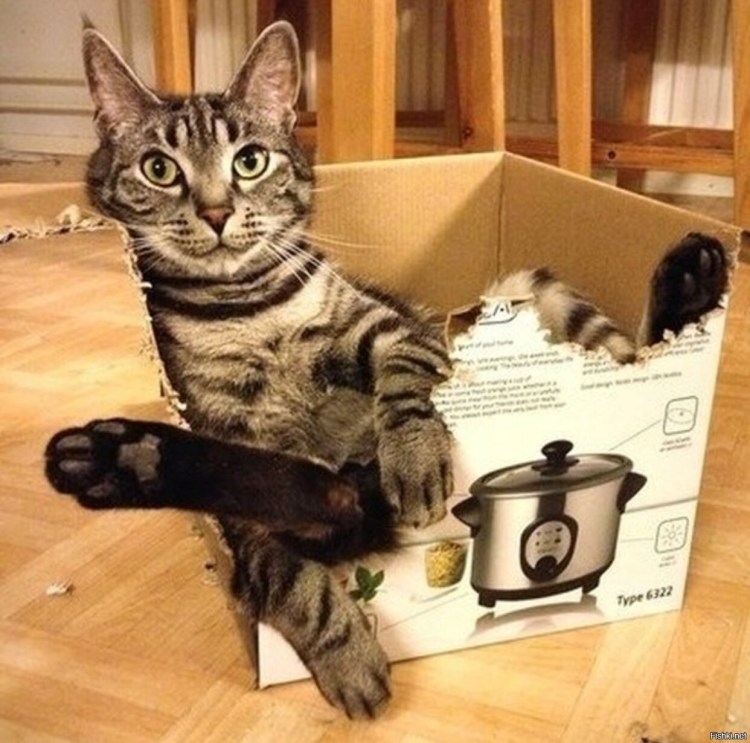 Смешные коты в коробках