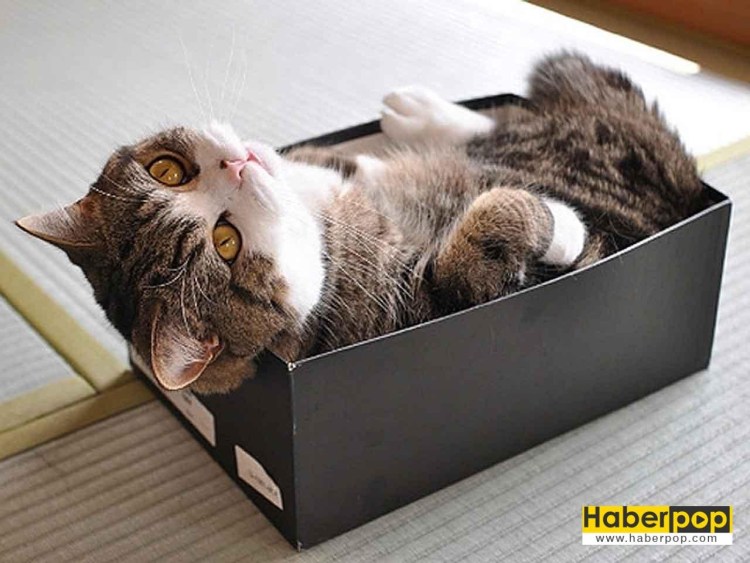 Кошки в коробках