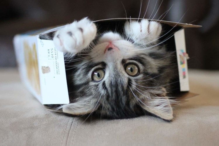 Котик в коробочке