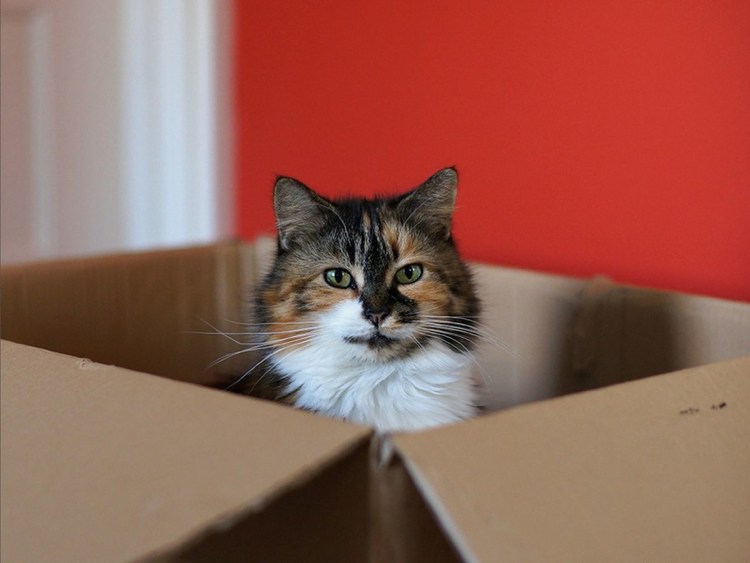 Котёнок в картонной коробке