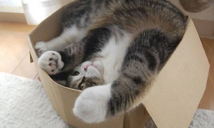 Кошка спит в коробке