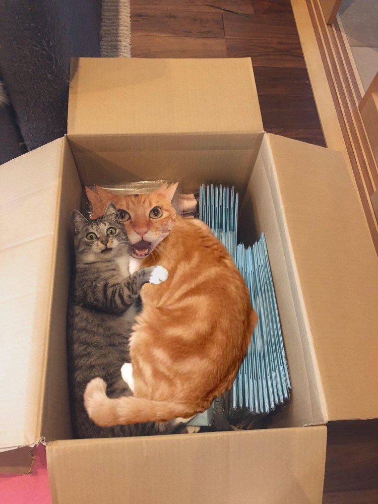 Кошка в коробке