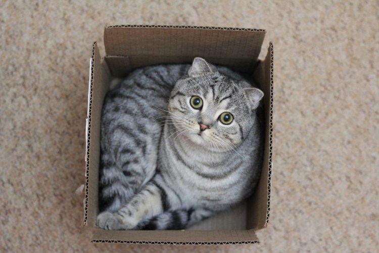 Шотландский котенок в коробке