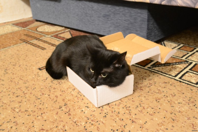 Коробка для котиков