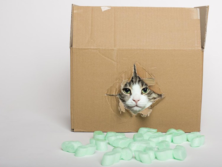 Котик в коробке