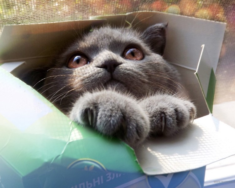 Смешные коты в коробках