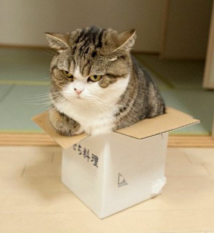 Кот в маленькой коробке