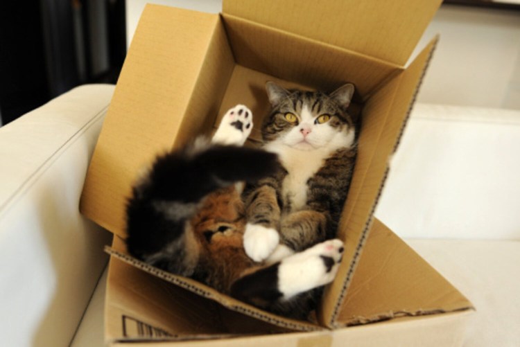 Котик в коробочке