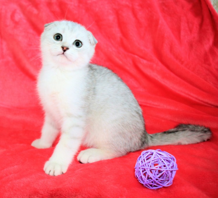 Вислоухий скоттиш фолд ns11 затушеванный