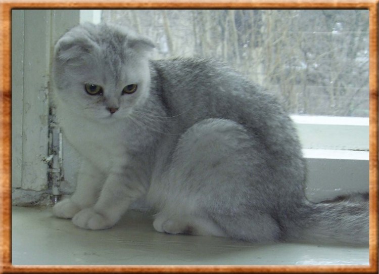 Шотландская вислоухая шиншилла