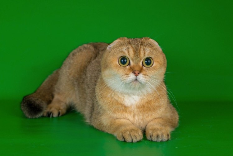 Шотландская вислоухая кошка шиншилла