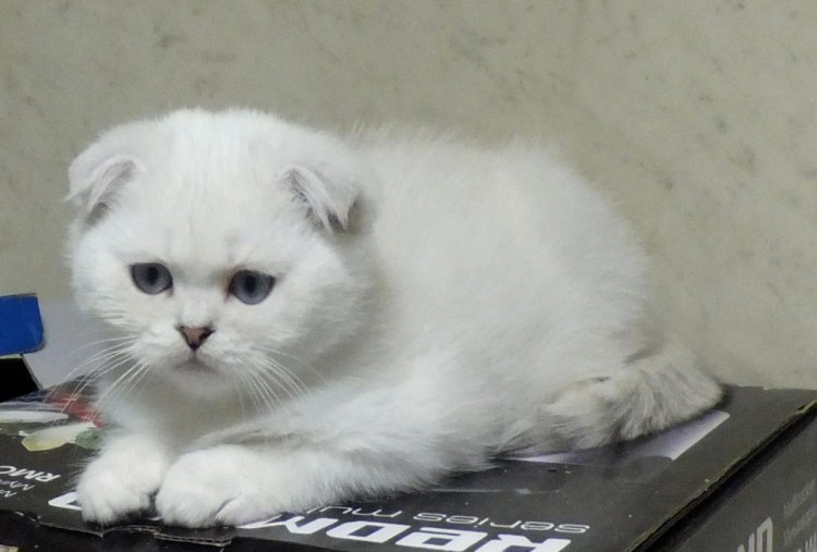 Шотландский вислоухий котенок серебристая шиншилла