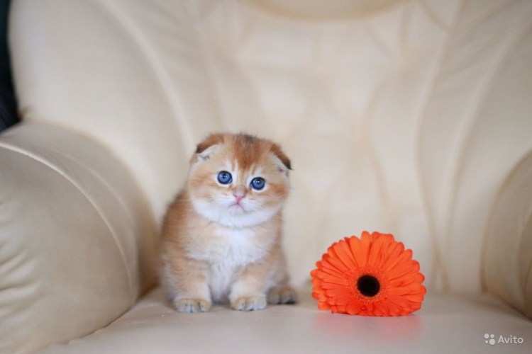 Шотландская вислоухая шиншилла