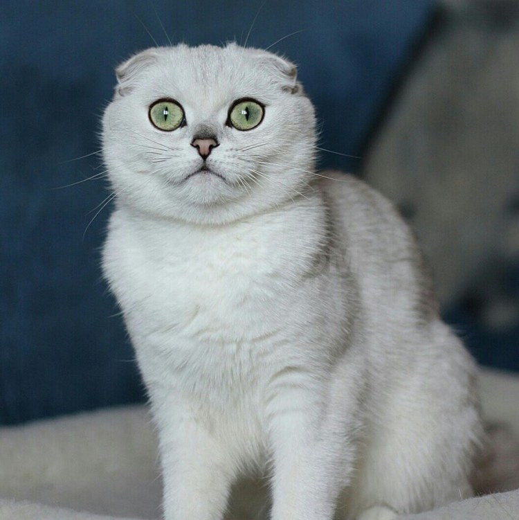 Скоттиш фолд Золотая шиншилла