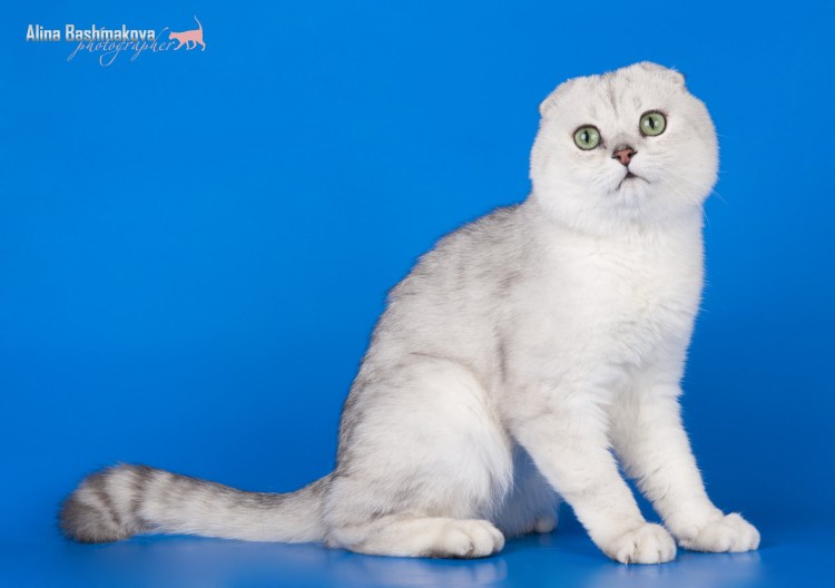 Скоттиш фолд серебристая шиншилла