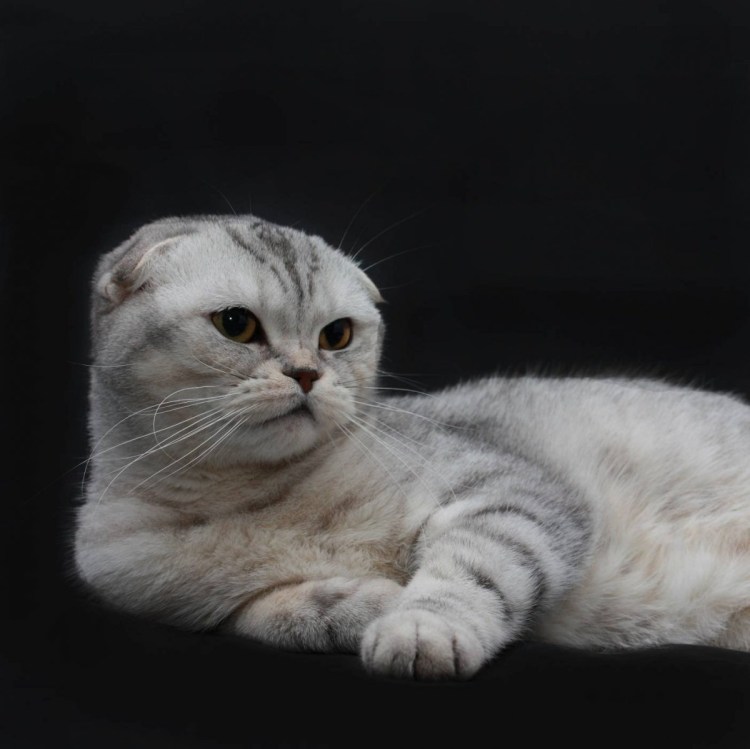 Серебристая шиншилла кошка вислоухая