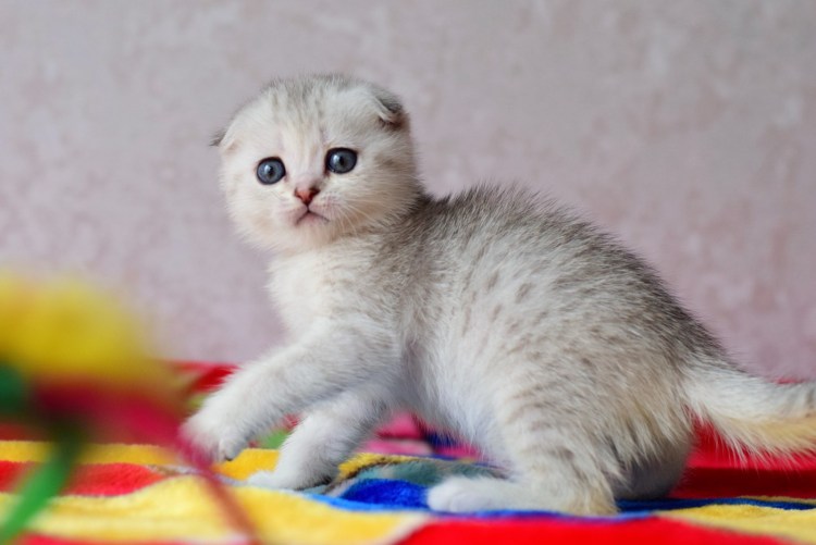 Шотландская кошка