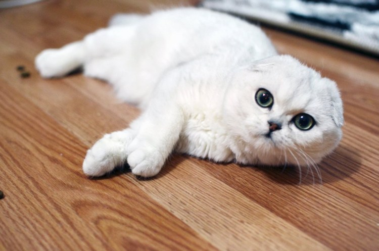 Вислоухий скоттиш серебристая шиншилла