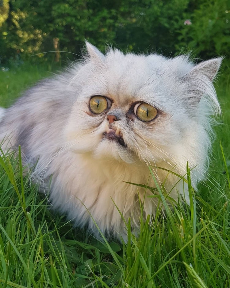 Кошки сфинксы Бамбино