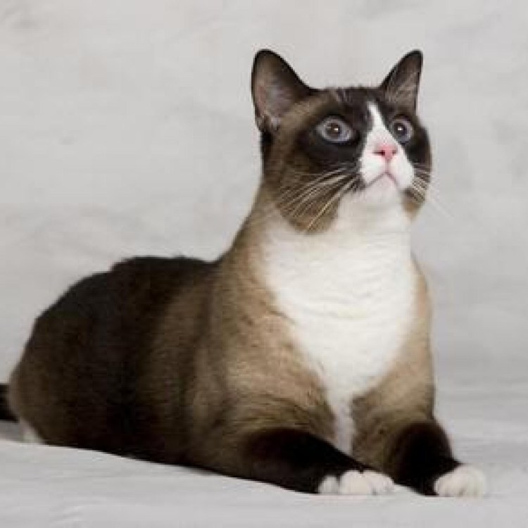 Гибриды камышового кота