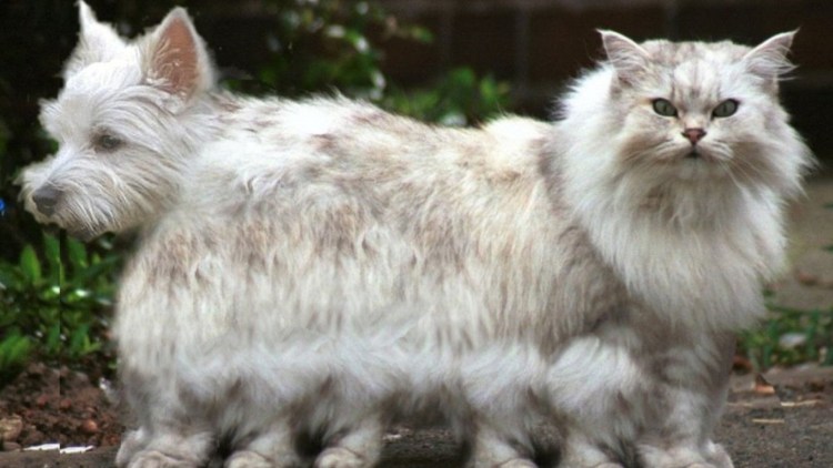 Кот с беличьим хвостом