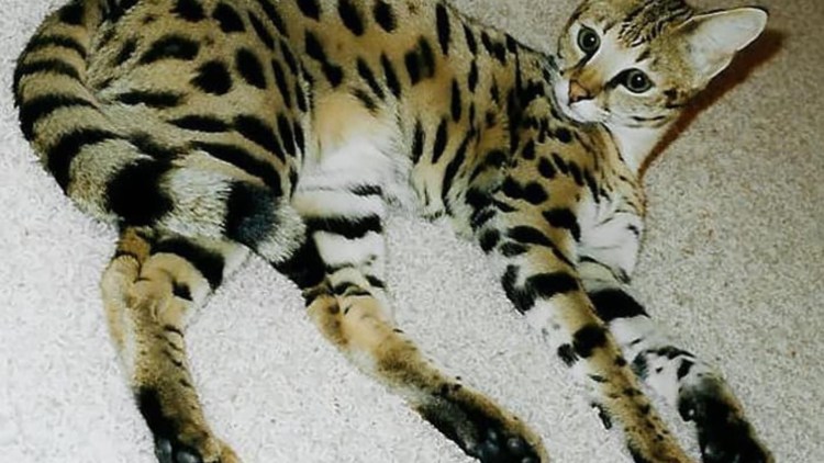 Гибрид кошки и кролика