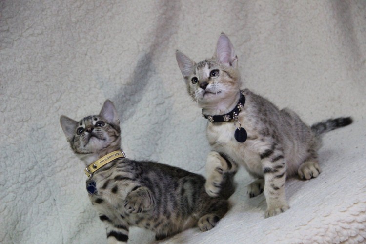 Лысая кошка сфинкс