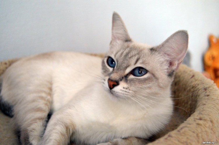 Бенгальская Сиамская кошка