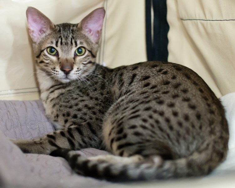 Сиам метис кошка