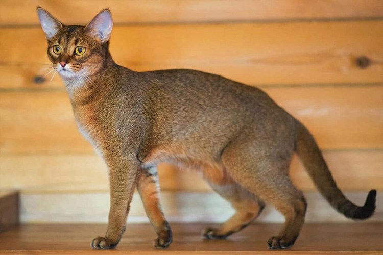 Скрестить сфинкса с обычной кошкой фото