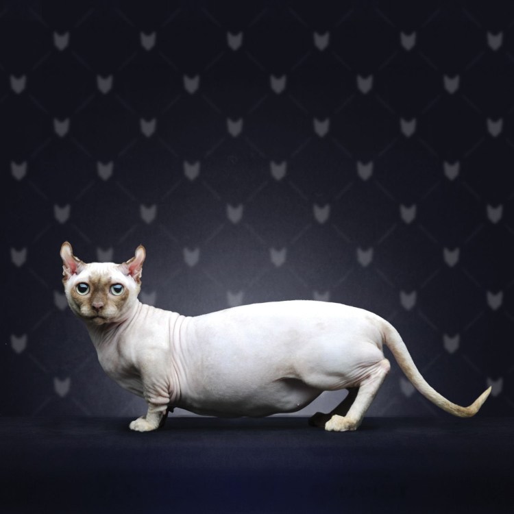 Редкие кошки мира