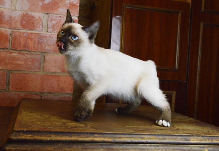 Сервал Саванна бенгал Ашера