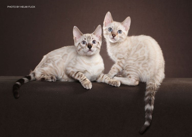 Экзот кошка