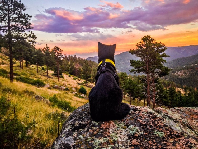 Кот путешественник