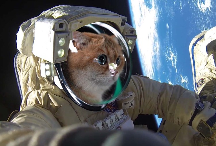 Рюкзак для кота с иллюминатором